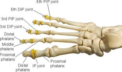 The big toe has only one IP joint, but toes #2-5 each have two IP joints (a