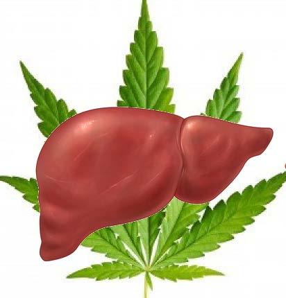 Marijuana and the Liver
