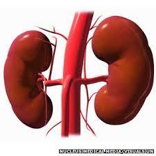 Kidneys filter the blood and produce urine.