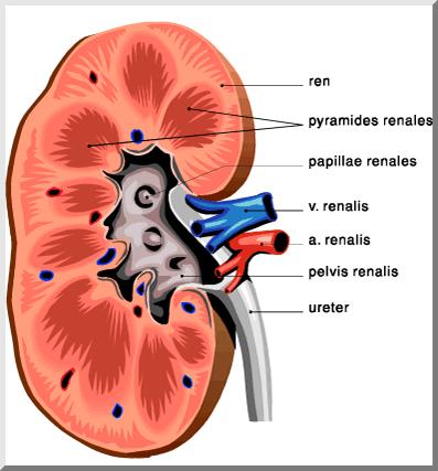 Kidneys are surrounded by a thick layer of adipose tissue.