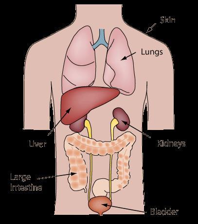 Lungs Skin