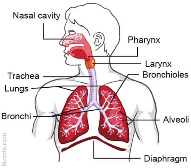 the lungs removes carbon dioxide from the blood and into the alveoli of the