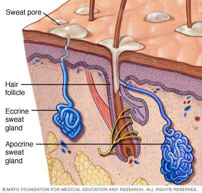of the skin Sweat serves to keep the body