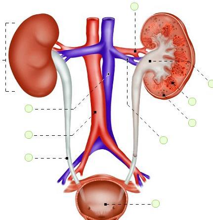 The urinary system It consists of two kidneys, two ureters, the urinary bladder and the urethra.
