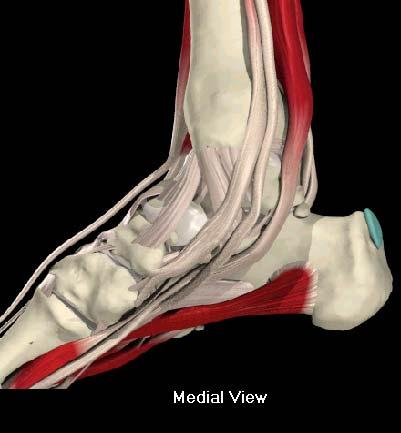 Muscles of the Foot and Ankle Medial Muscles (3) Tibialis Posterior Inversion and plantarflexion Flexor Hallucis Longus