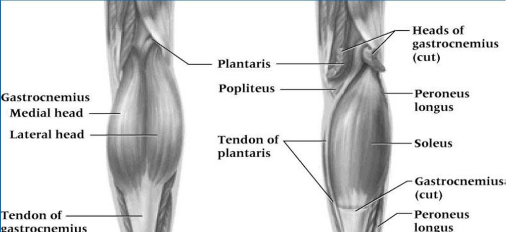 Muscles of the Foot and Ankle Posterior Muscles (2)