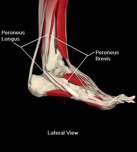 Muscles of the Foot and Ankle Lateral Muscles (2)