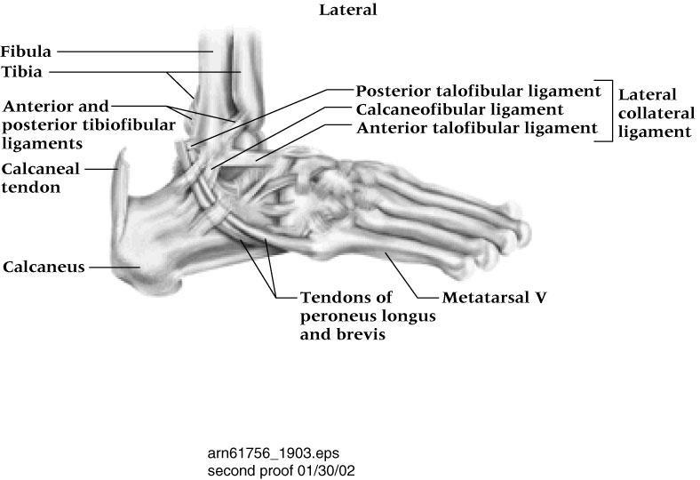 Lateral Ligaments of the Ankle Resist ankle inversion Anterior talofibular