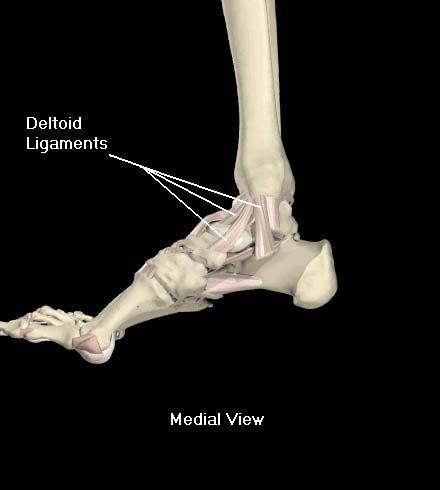 Medial Ankle Ligaments Deltoid