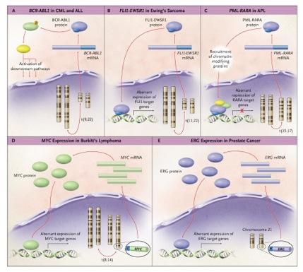 Functional Consequences of Balanced Chromosomal