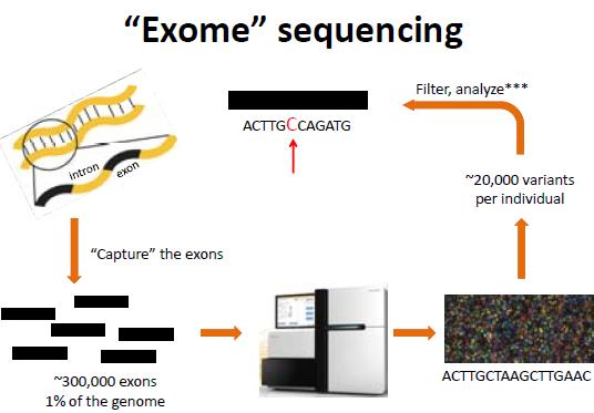 Exome contains 85% of
