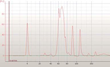 The bioanalyzer electropherogram showed two sharp ribosomal peaks that migrate close to each other (figure 1C).