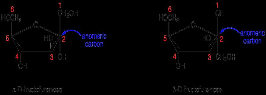 ring is five membered. If the monosaccharide ring is six membered, the compound is called a pyranose (e.g. -D-glucopyranose ); if the ring is five membered, the compound is designated as a furanose.