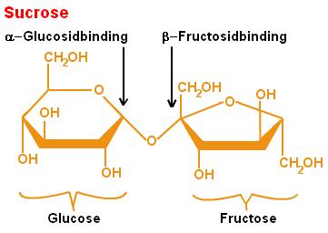Sucrose Disaccharides rdinary table sugar (C 12 H 22 11 ) Acid hydrolysis yields D-glucose and D-fructose.