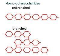 Polysaccharides, also known as glycans, consist of monosaccharides joined together by glycosidic linkages.