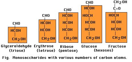 A monosaccharide containing three carbon atoms is called a triose; one