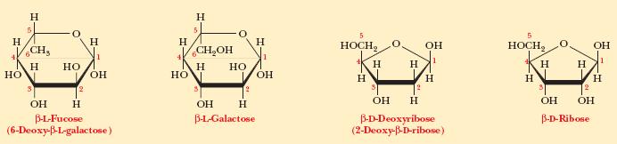 2. Deoxy sugars, a hydrogen atom is substituted for one of the hydroxyl groups of the sugar L-fucose