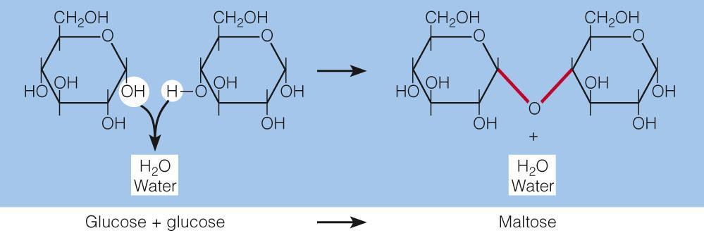 Pairs of monosaccharides, one of which is always glucose Condensation reactions link
