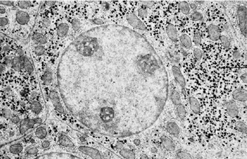 Found in animal cells in granules (similar to the starch) Granules: liver and muscle cells, but hardly in other cell