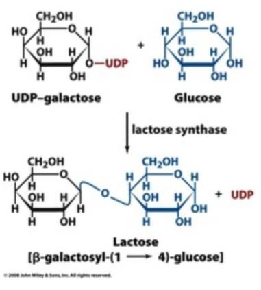 Oligosaccharides Disaccharides - Usually 2 to 10 simple sugar residues - Disaccharides are the simplest Oligosaccharides - two monosaccharides linked by a glycosidic bond - Each unit (monosaccharide)