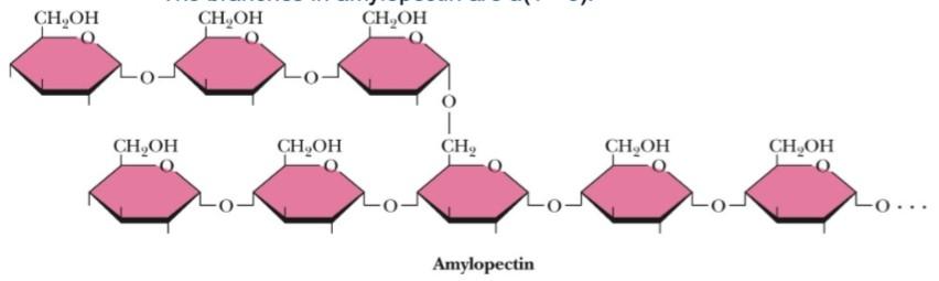 Amylopectin - highly branched, with branches occurring every 12 to 30 residues - alpha(1 4) links - the branches in amylopectin are a(1 6) links Cellulose a structural polysaccharide - cellulose