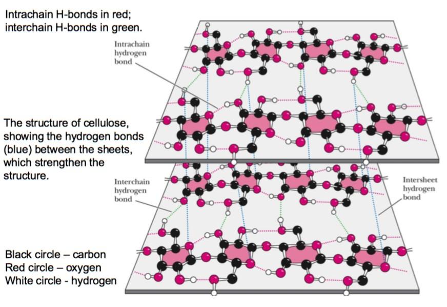 immense linkages of hydrogen bonds provide extreme strength of the structure of the cellulose molecule: - Amylose does have not the strength property due to its linkages with