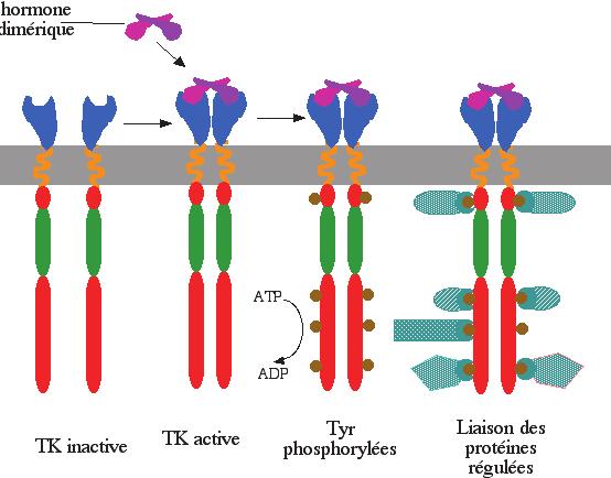 RTK activation Growth factor Inactive