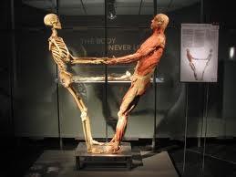 Chapter 37 The Skeletal and Muscular System: 3.5 Learning Objectives 3.5. Respnses in the human 1. Descriptin f the structure and functins f the skeletn. 2.