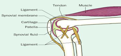 LIGAMENTS & TENDONS Ligaments are strng, fibrus, slightly elastic tissues which cnnect bne t bne. They are mre flexible when warm, hence yu shuld warm up prir t exercise.