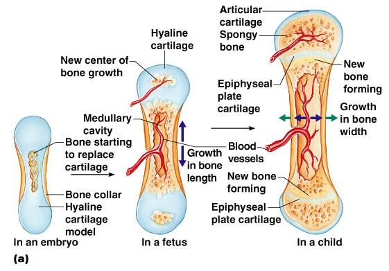 osteocyte Bones are remodeled and lengthened until