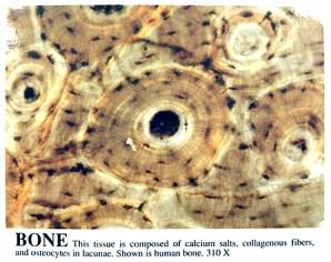 Osteoblasts Bone-forming cells