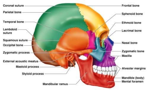 Two sets of bones Cranium Facial