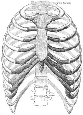 Xiphoid process (bottom) Ribs True (1-7); connected to sternum False