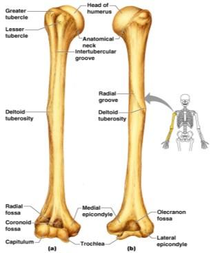 The upper arm is formed by a single bone
