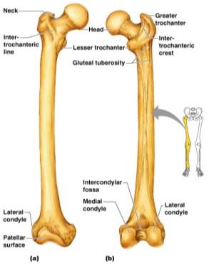 The thigh has one bone Femur Figure 5.