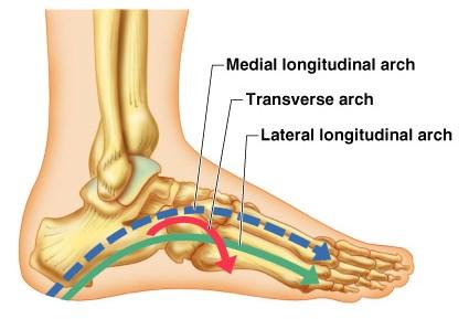 Bones of the foot are arranged to form three strong arches Two longitudinal One