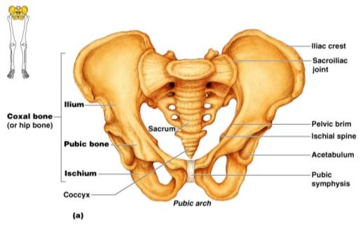 26 Coxal (hip) bone Composed of three pair of fused bones Ilium Ischium Pubic bone