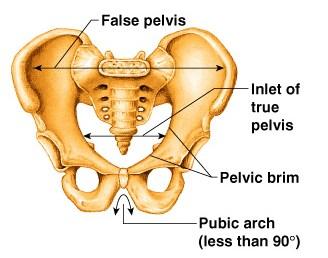 Female pubic arch is > 90 (rounder) 3.