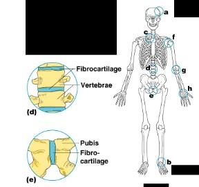 Bones connected by cartilage Examples Pubic symphysis Intervertebral joints Ribcage Figure 5.
