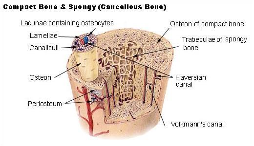 Homogeneous Spongy bone Small needle-like
