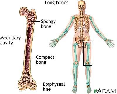 Long bones Typically longer than wide Have a shaft with heads