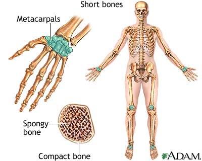 Examples: Femur, humerus Short bones Generally cube-shape