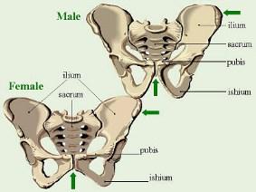 Irregular bones Irregular shape Do not fit
