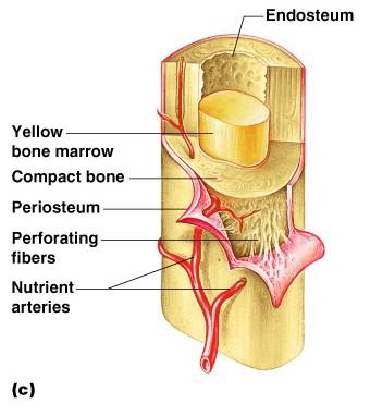 Periosteum Outside covering of the diaphysis Fibrous connective tissue membrane Sharpey s fibers Secure periosteum to underlying bone Arteries Supply bone cells with nutrients Figure 5.