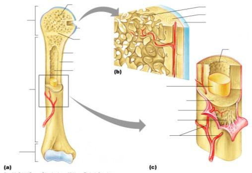Bones do not have smooth surfaces Surface features of bones Sites of attachments for muscles, tendons, and ligaments Passages for nerves
