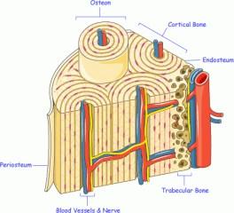 Foramen or meatus (huge or small) holes Osteon (Haversian System) A unit of bone Central (Haversian) canal Opening in the center of an
