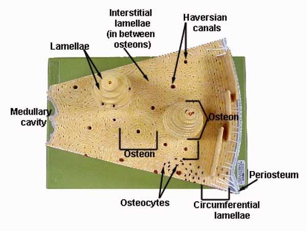 bone cells (osteocytes) Arranged