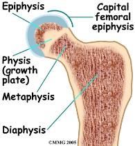 remains in isolated areas Bridge of the nose Ears Parts of ribs Joints Epiphyseal plates allow for