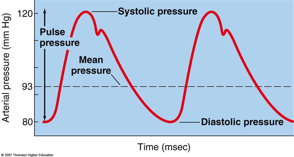 Arterial Pressure Systolic Pressure (120 mmhg) occurs with ventricular contraction Diastolic Pressure (80 mmhg) occurs with ventricular refilling BP thus reported as 120 / 80 (mmhg) Pulse