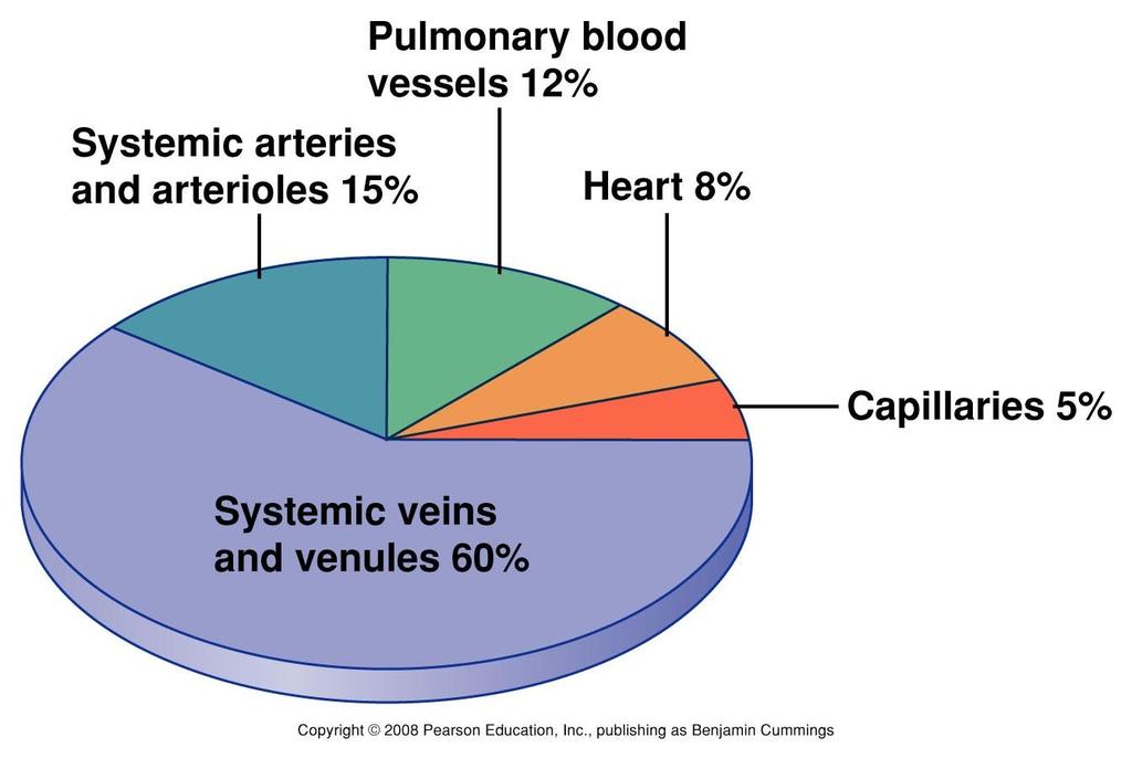 Veins Veins are blood volume reservoir Due to thinness
